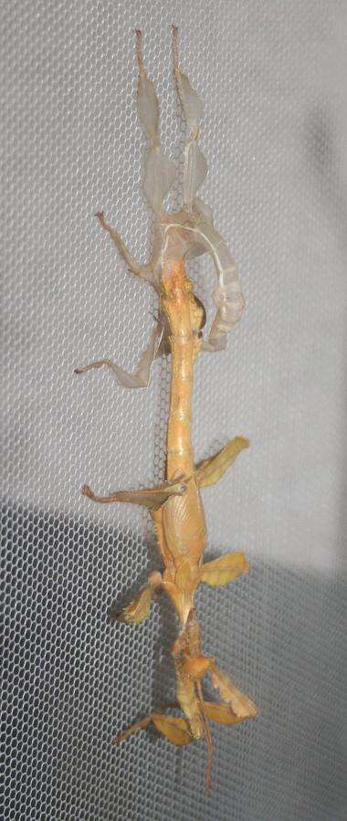 Image of giant stick insect