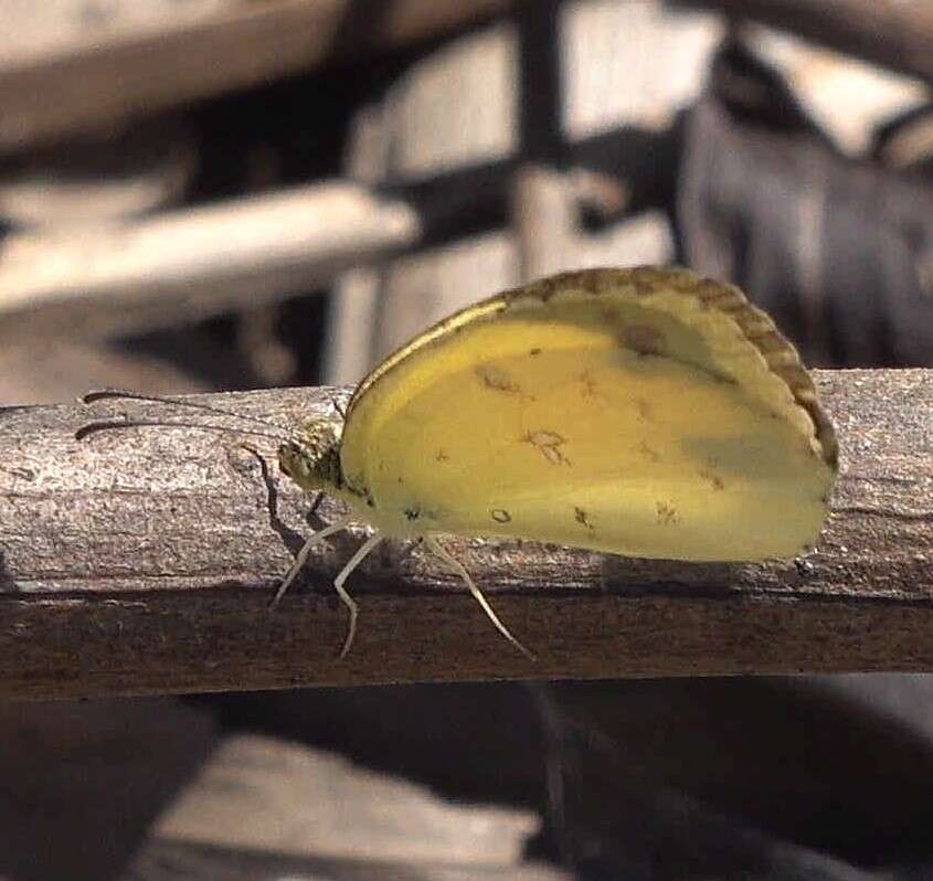 Слика од Eurema floricola (Boisduval 1833)