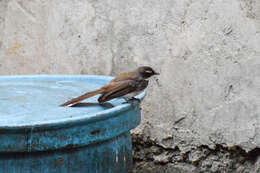 Image of Philippine Pied Fantail