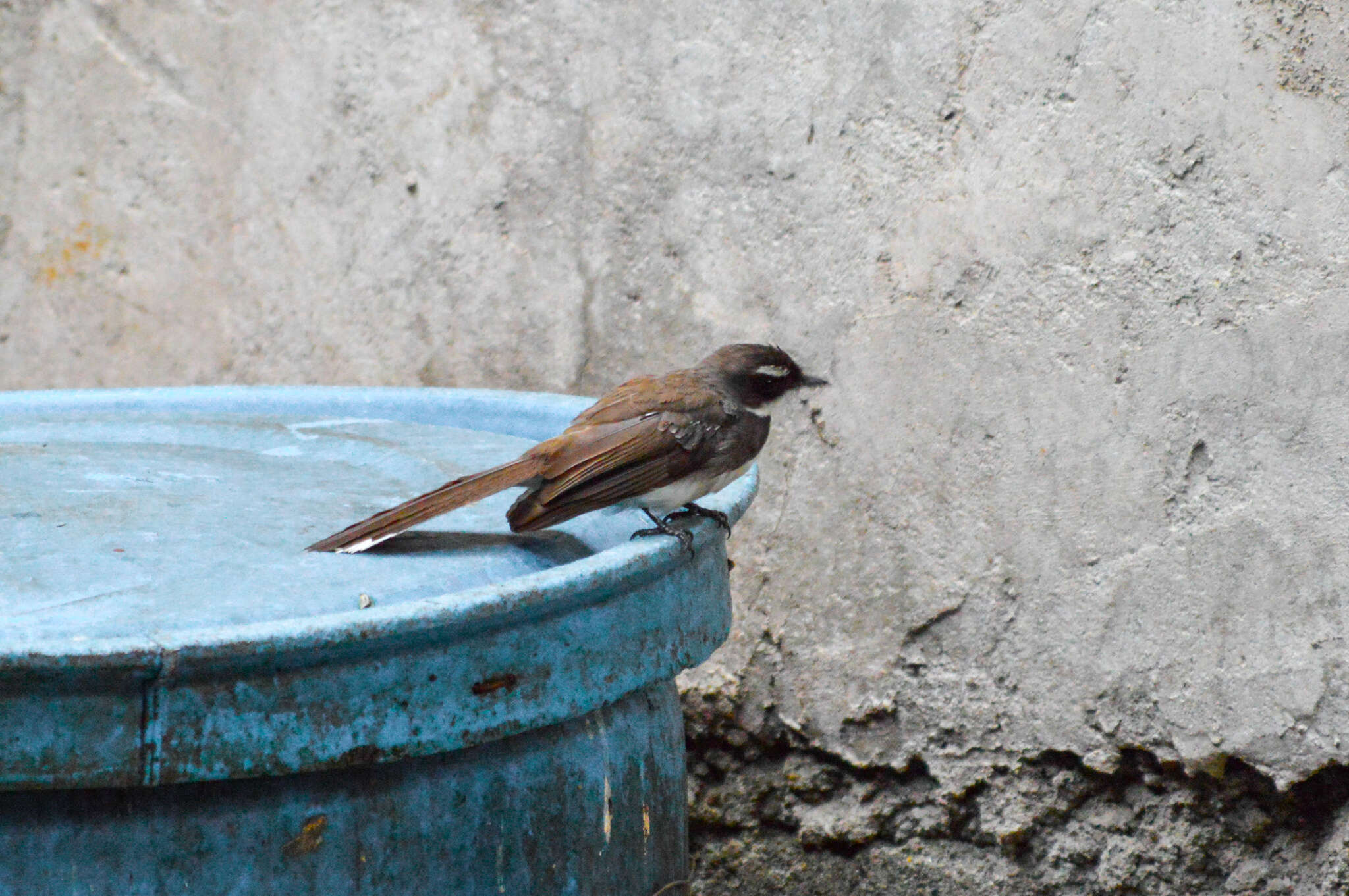 Image of Philippine Pied Fantail