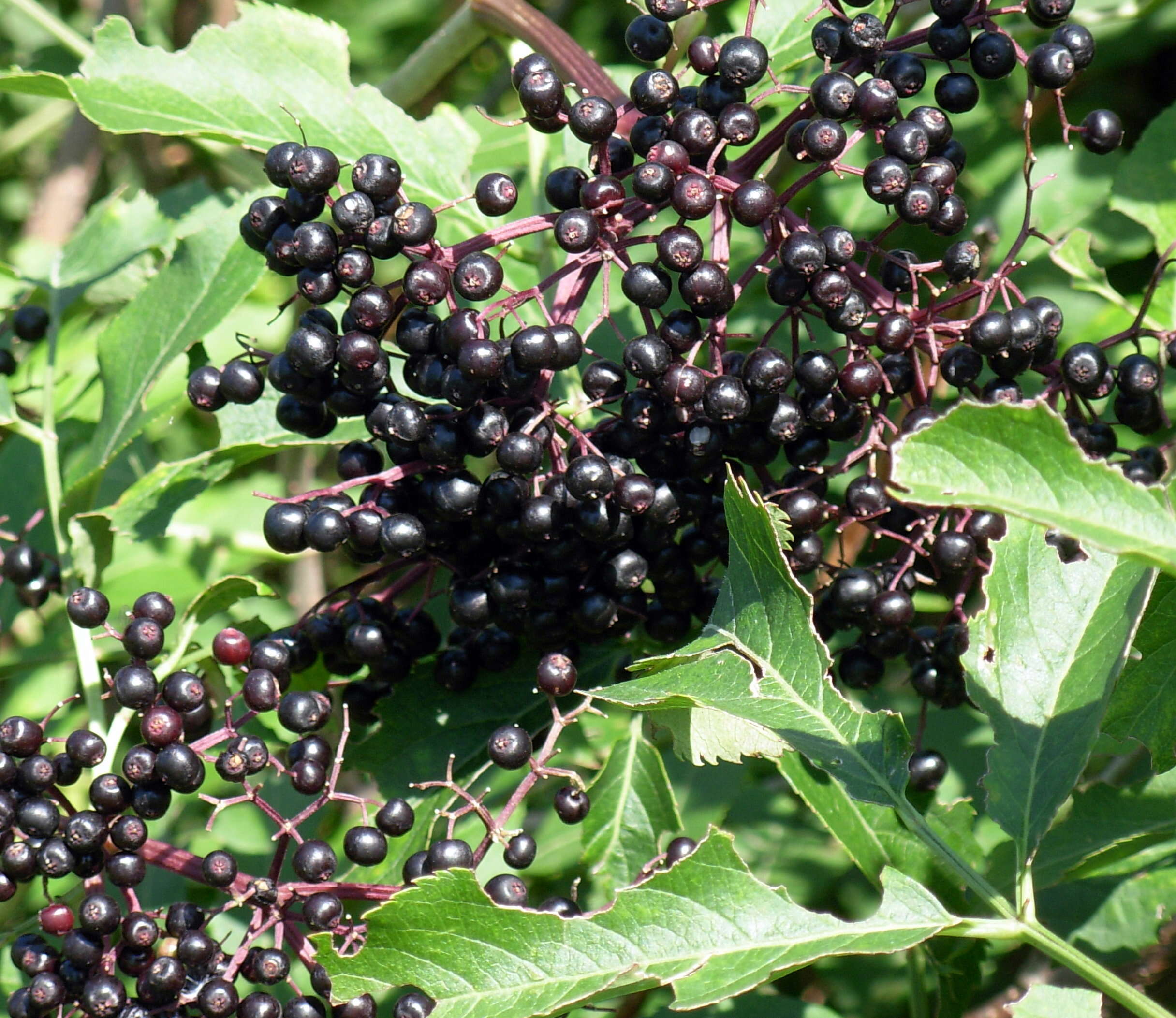 Imagem de Sambucus nigra L.