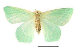 Image of small emerald moth