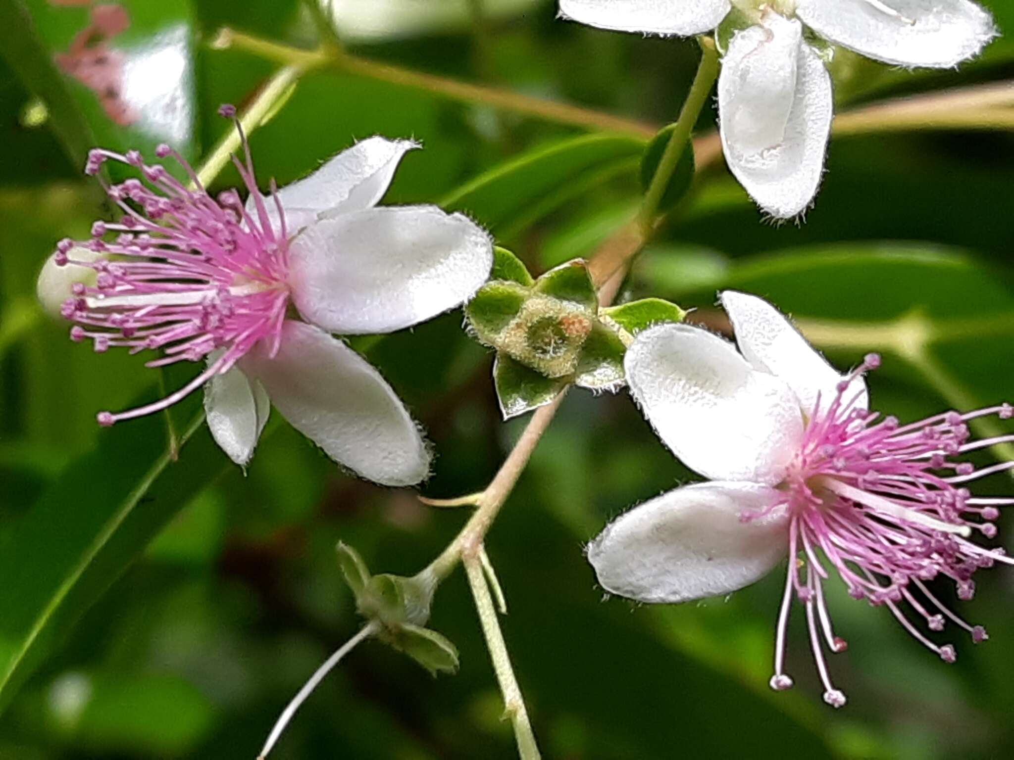 Image of silky myrtle