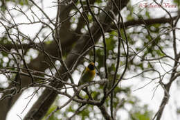 Image of Guira Tanager