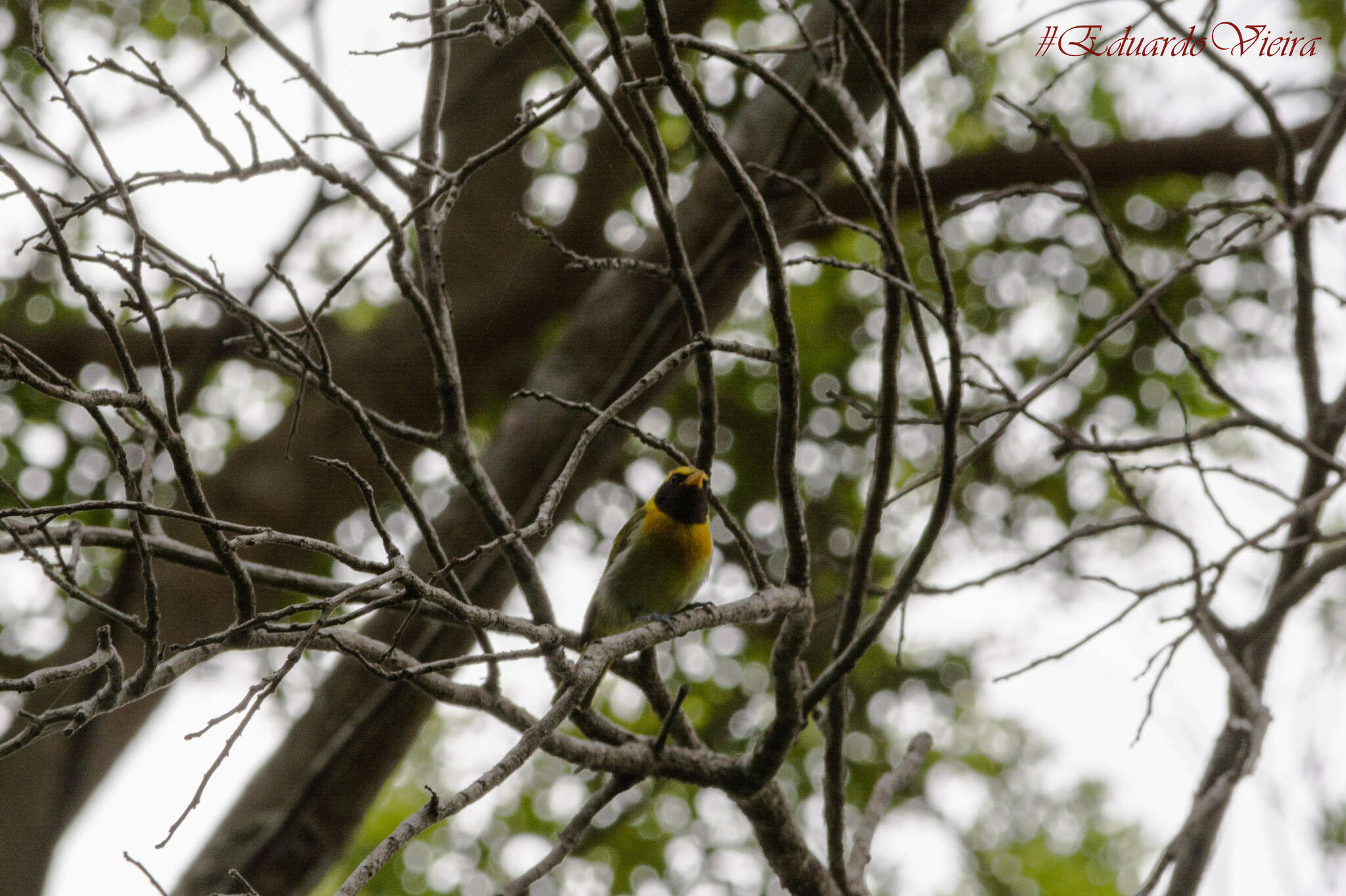 Image of Guira Tanager