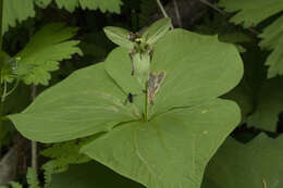 Image of Trillium camschatcense Ker Gawl.