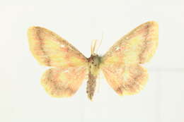 Image of purple-bordered gold