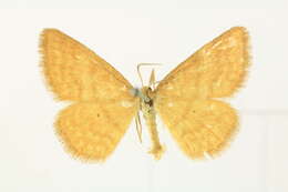 صورة Idaea serpentata Hüfnagel 1767