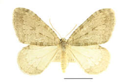 Image of Epirrita christyi