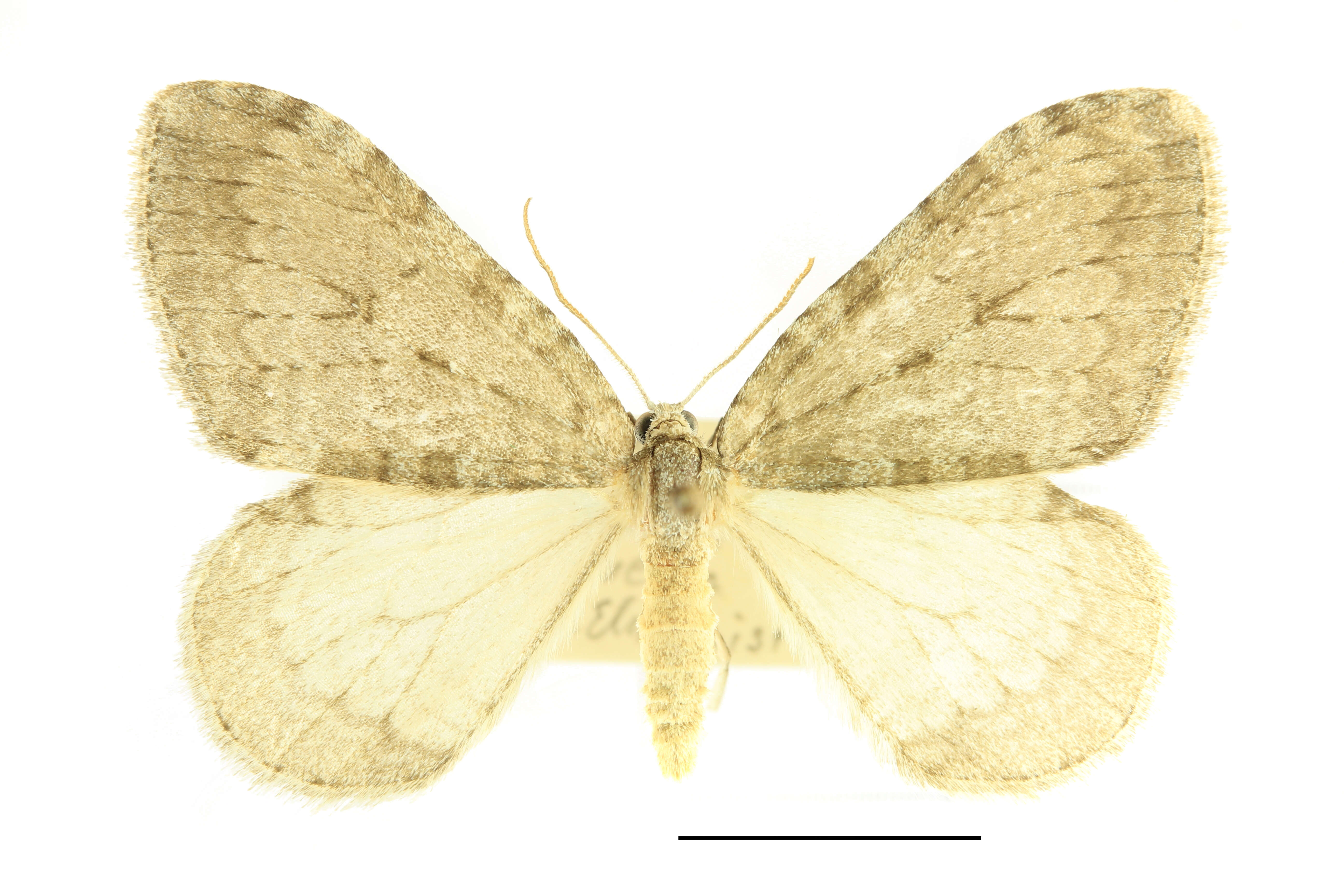 Image of Epirrita christyi