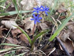 Image of Scilla vindobonensis Speta