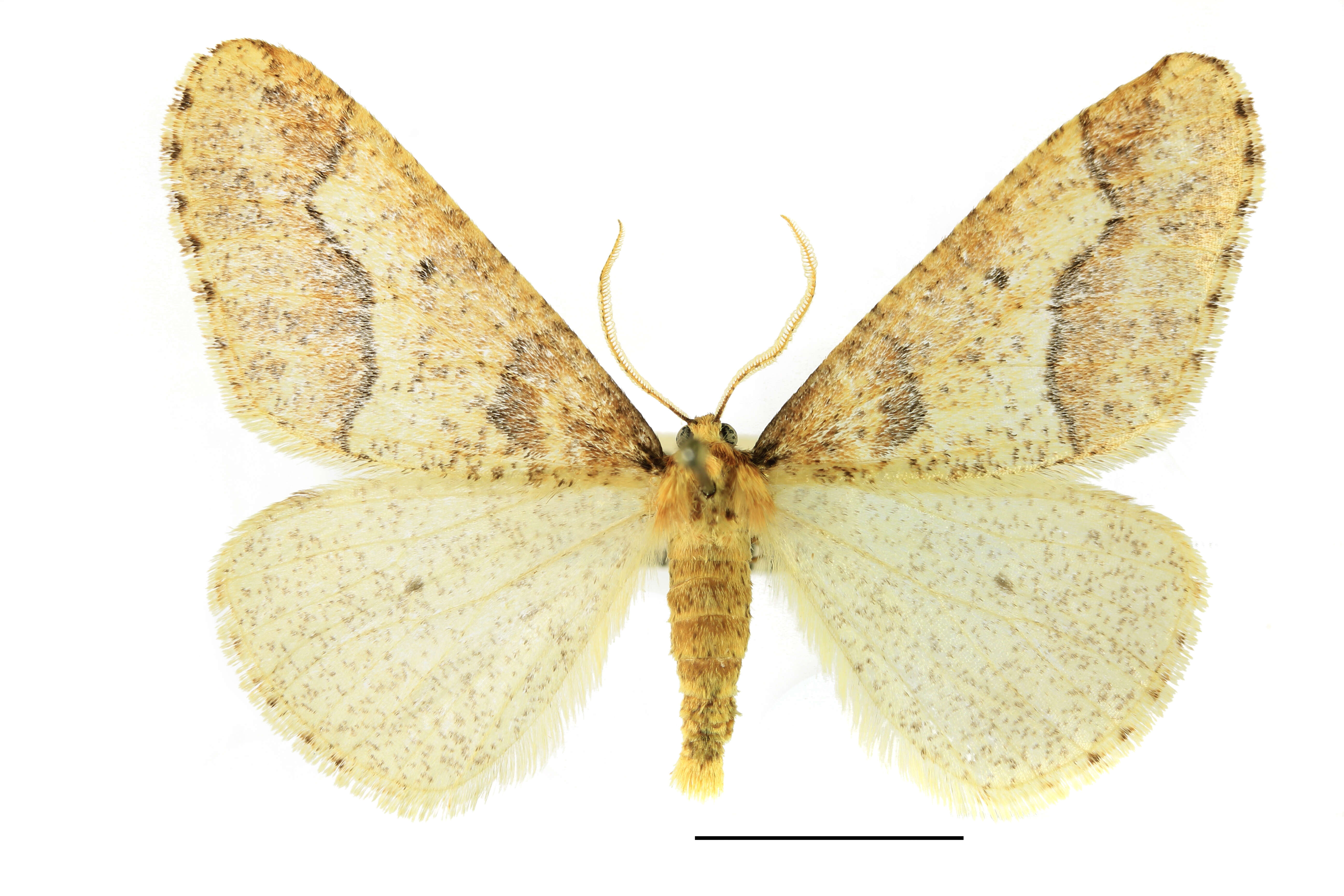Image of mottled umber