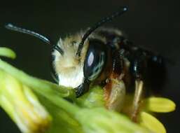 Image of Megachile bahamensis Mitchell 1927