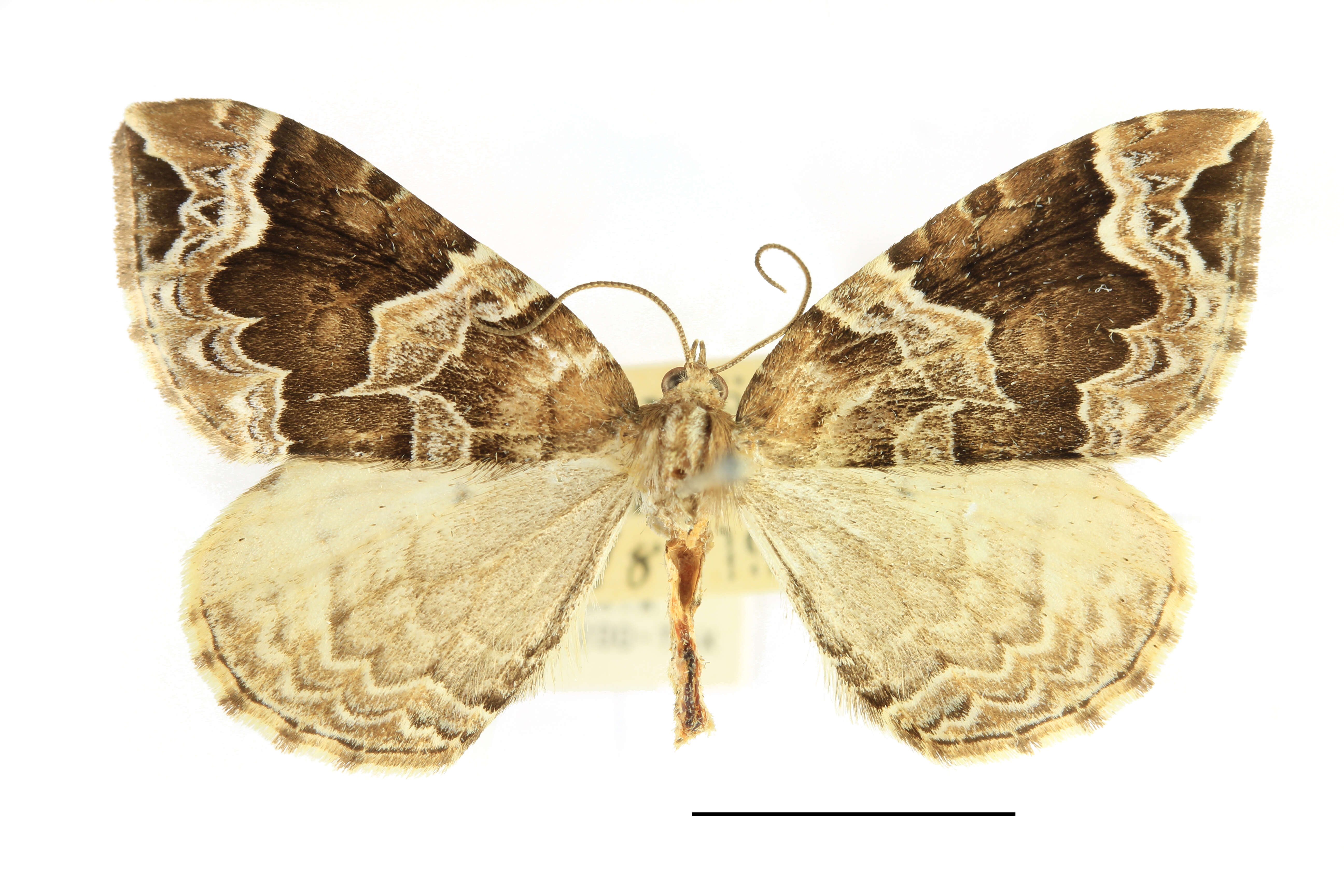 Eulithis prunata Linnaeus 1758 resmi