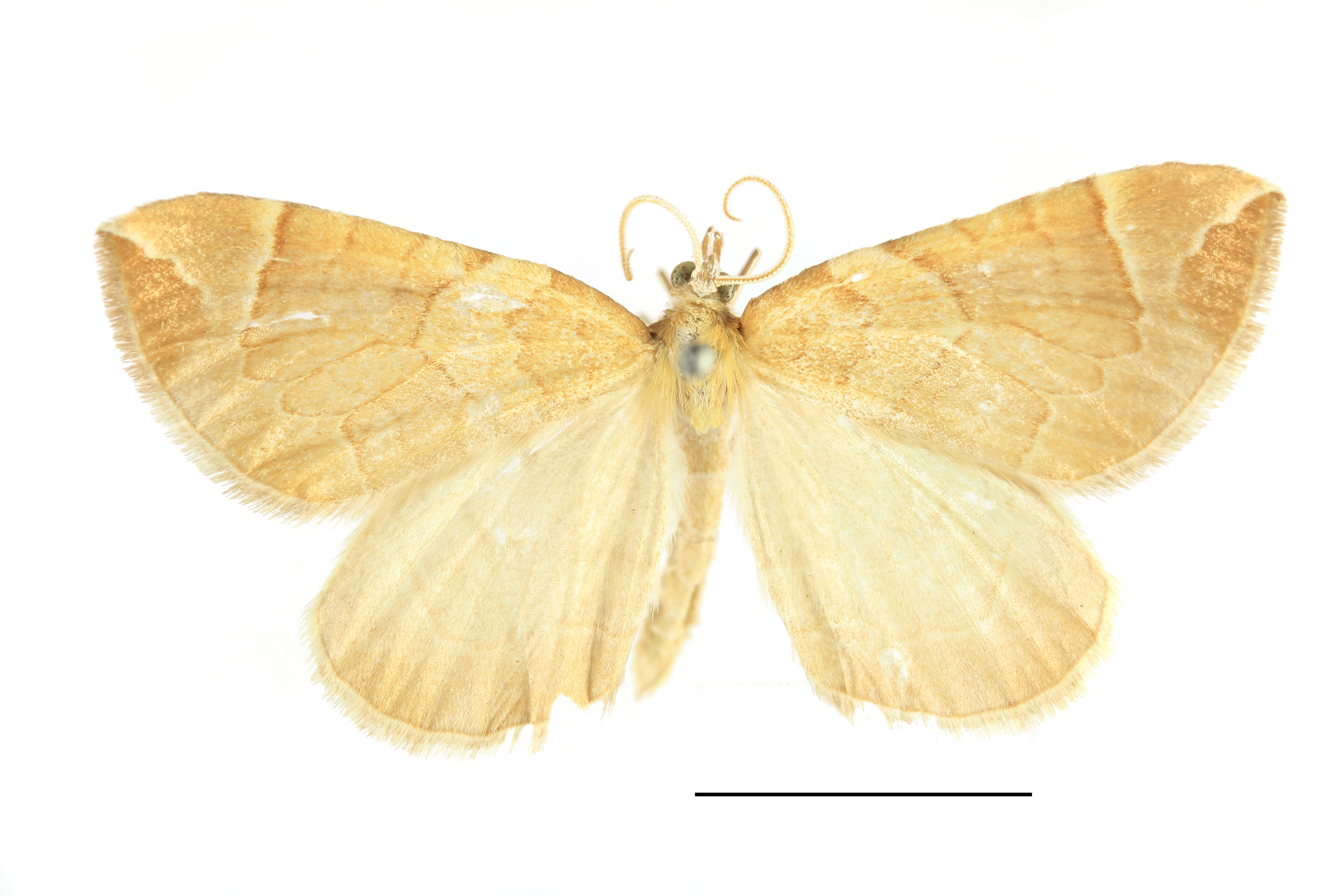 Image of Chevron Moth