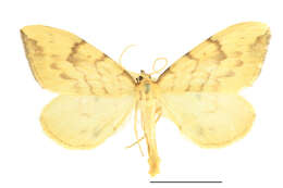 Image of Barred Straw