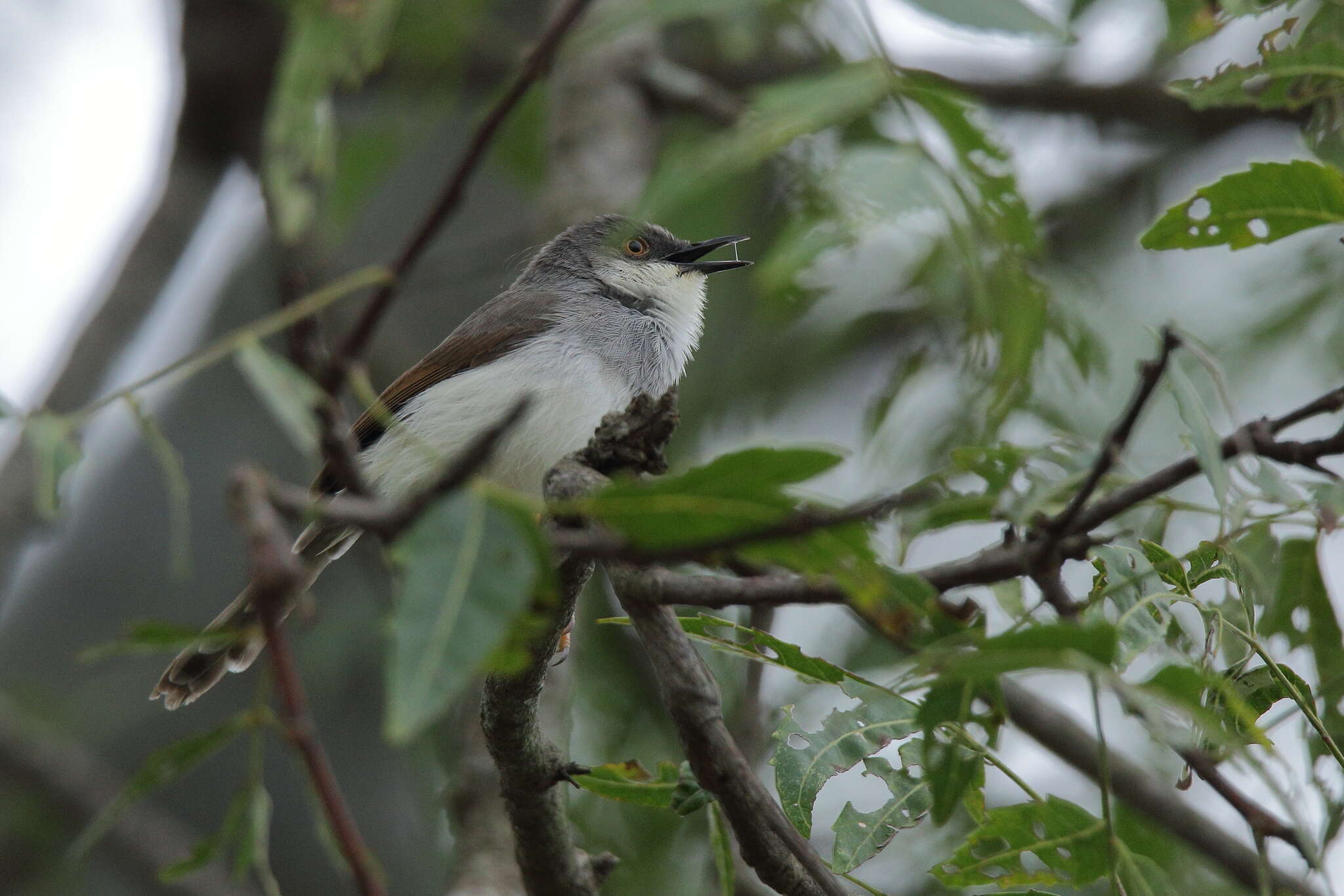 Image of Grey-breasted Prinia