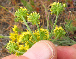 Imagem de Lomatium triternatum var. brevifolium (Coult. & Rose) Mathias