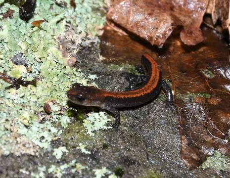 Image of Big Levels Salamander