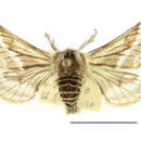 Image of Lycia zonaria