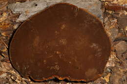 Imagem de Phellinus everhartii (Ellis & Galloway) A. Ames 1913