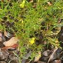 Image de Hibbertia racemosa (Endl.) Gilg