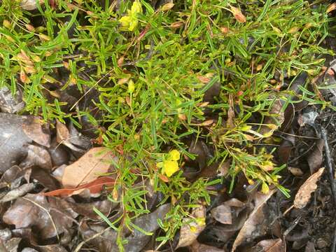 Image of Hibbertia racemosa (Endl.) Gilg