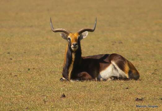 Image of Black Lechwe