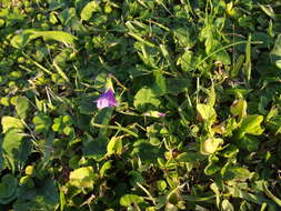 Image of Viola philippica var. pseudojaponica (Nakai) Y. S. Chen