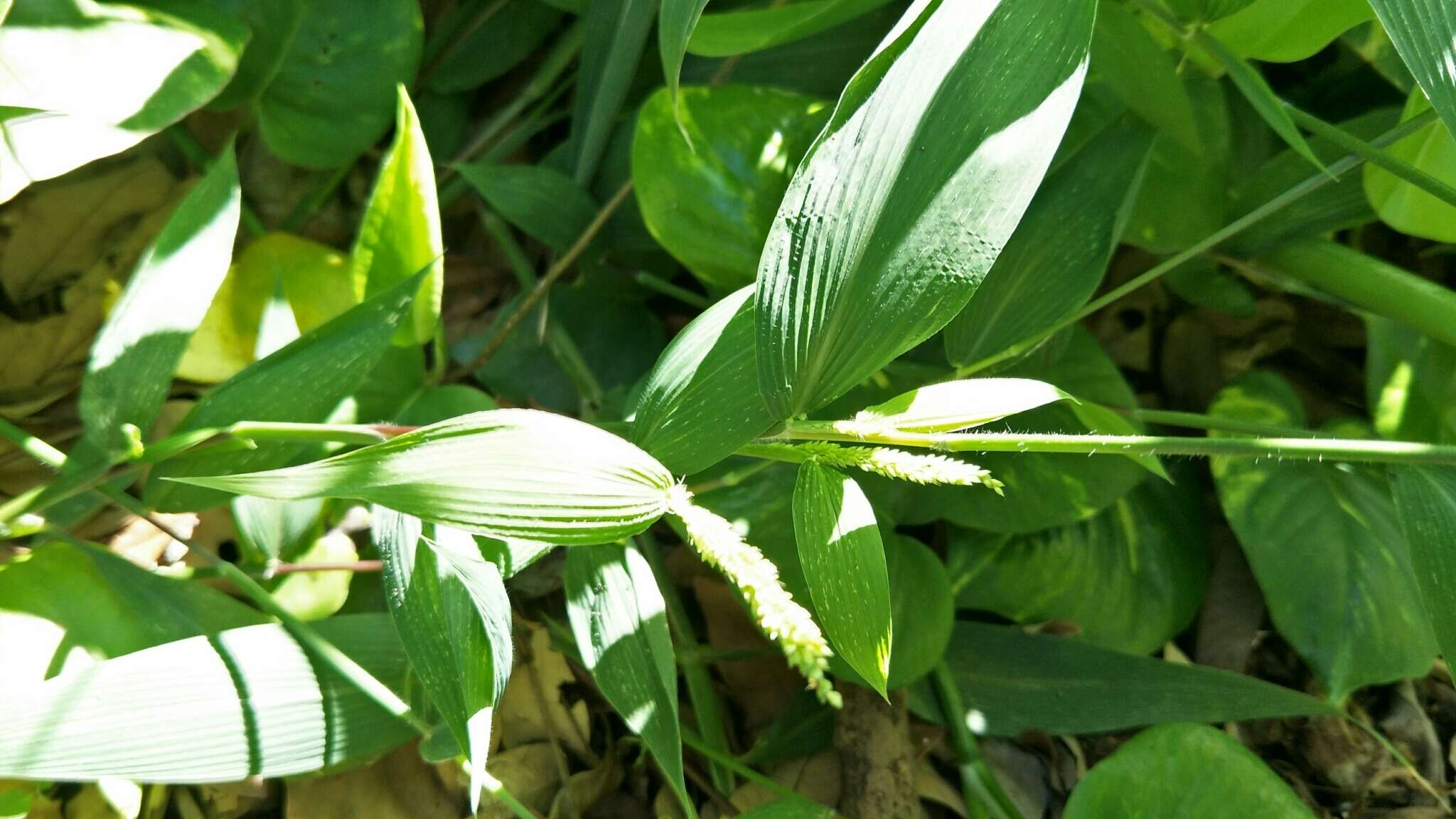 Image of East Indian bristlegrass