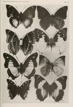 Imagem de Charaxes nobilis Druce 1873