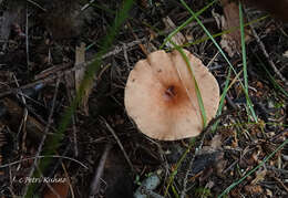 Image of Birch Milkcap