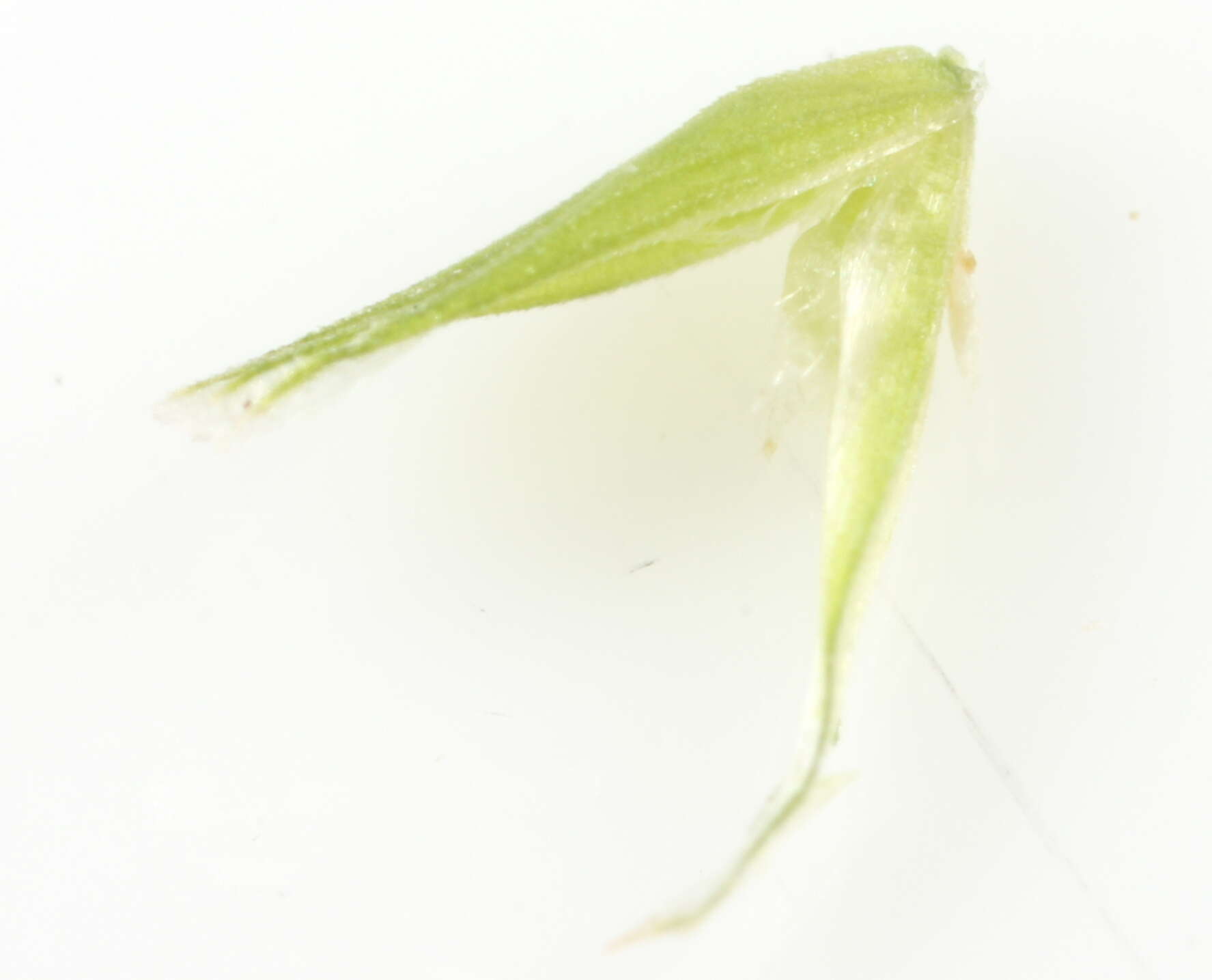 Image of Torreyochloa pallida var. fernaldii (Hitchc.) T. Koyama & Kawano