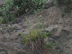 Image of Sesleria doerfleri Hayek