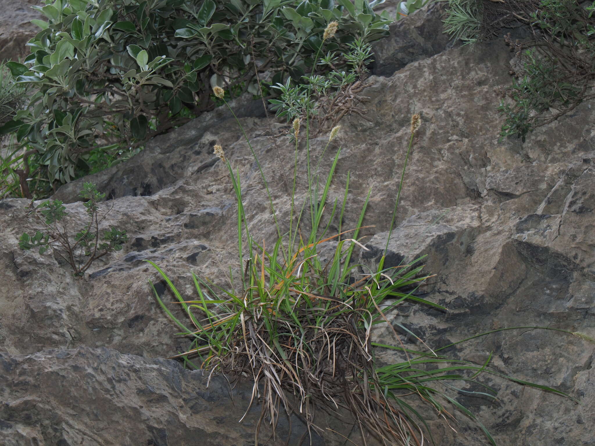 Image of Sesleria doerfleri Hayek