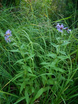 Image de Canadanthus