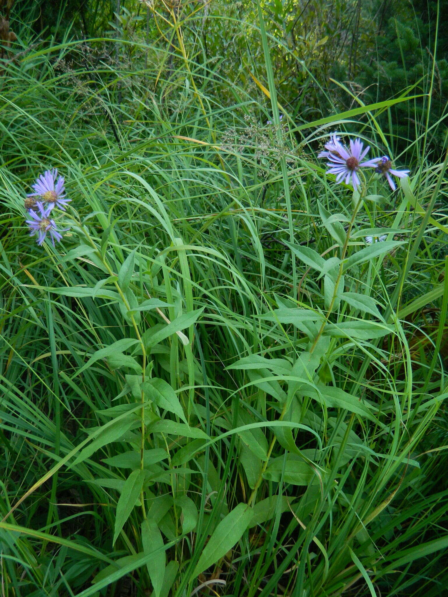 Image of mountain aster