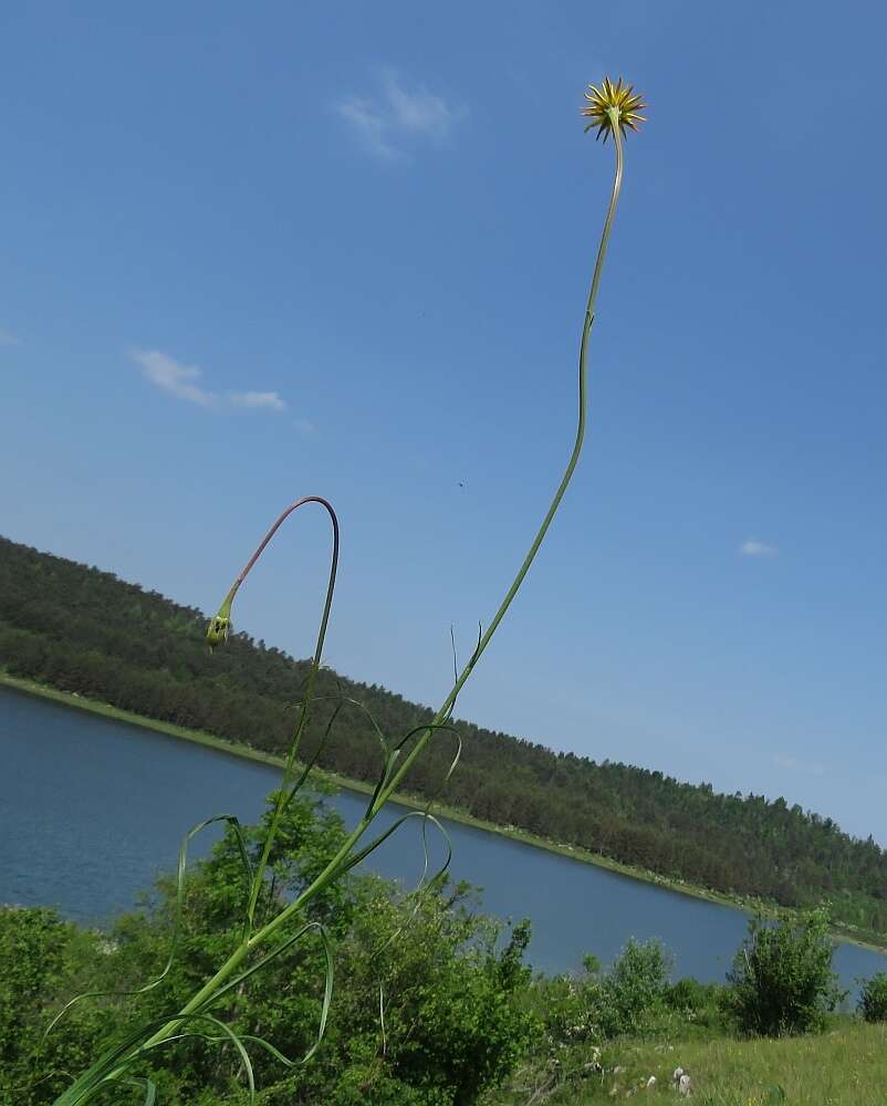 Image de Scorzonera villosa subsp. villosa