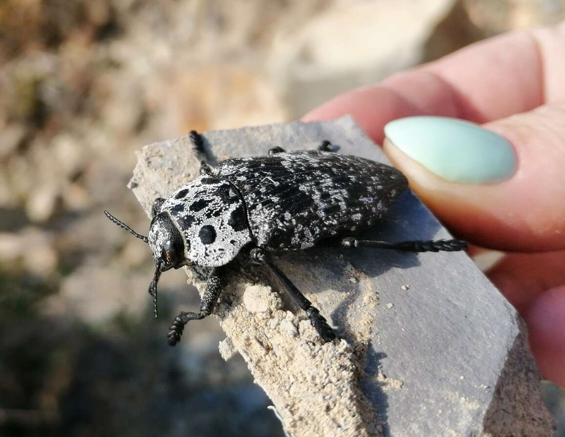 Image of Capnodis cariosa (Pallas 1776)