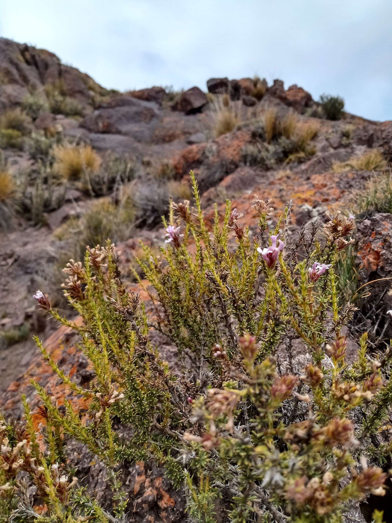 Image of Mulguraea asparagoides (Gillies & Hook.) N. O'Leary & P. Peralta