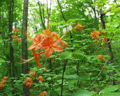 Imagem de Rhododendron flammeum (Michx.) Sarg.