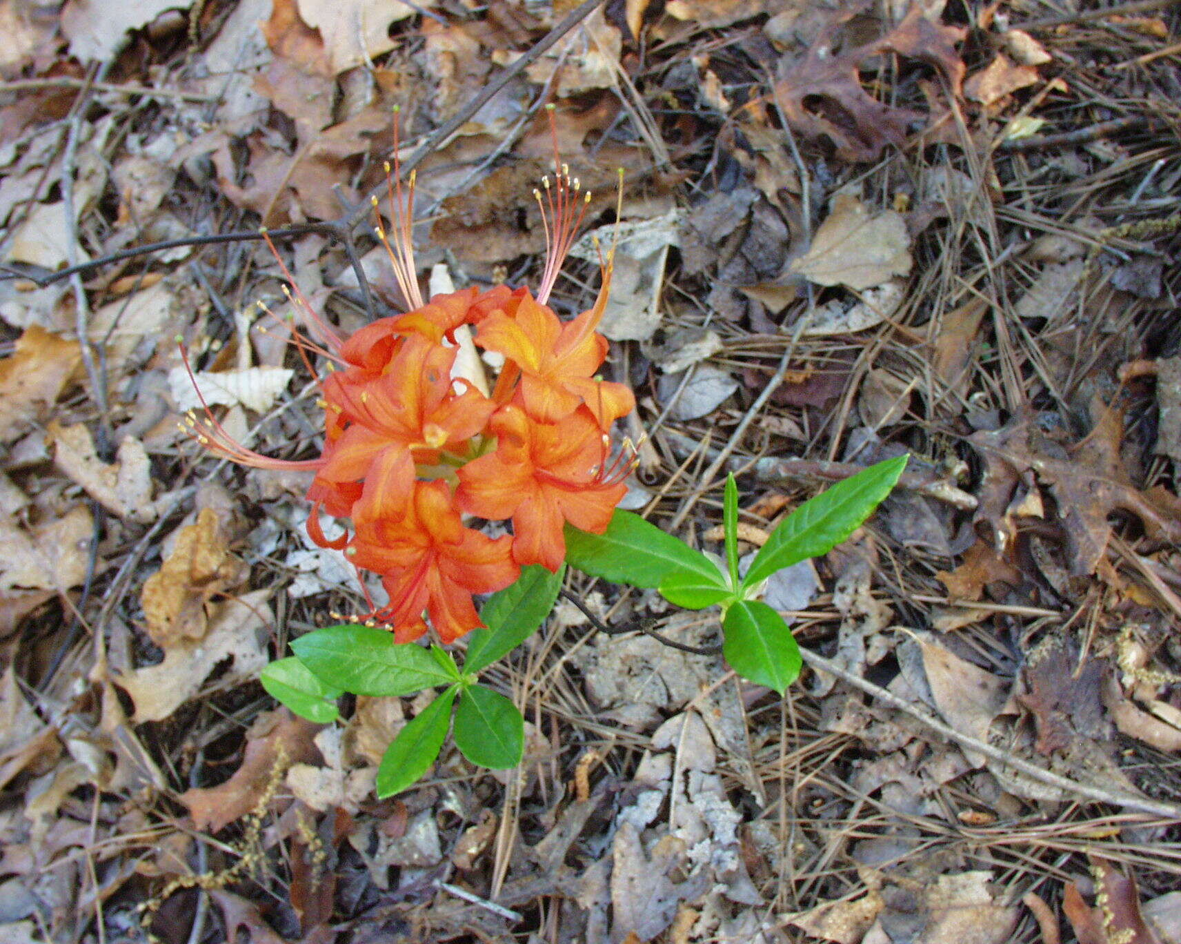 Imagem de Rhododendron flammeum (Michx.) Sarg.