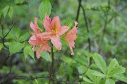 Image of Rhododendron molle (Bl.) G. Don