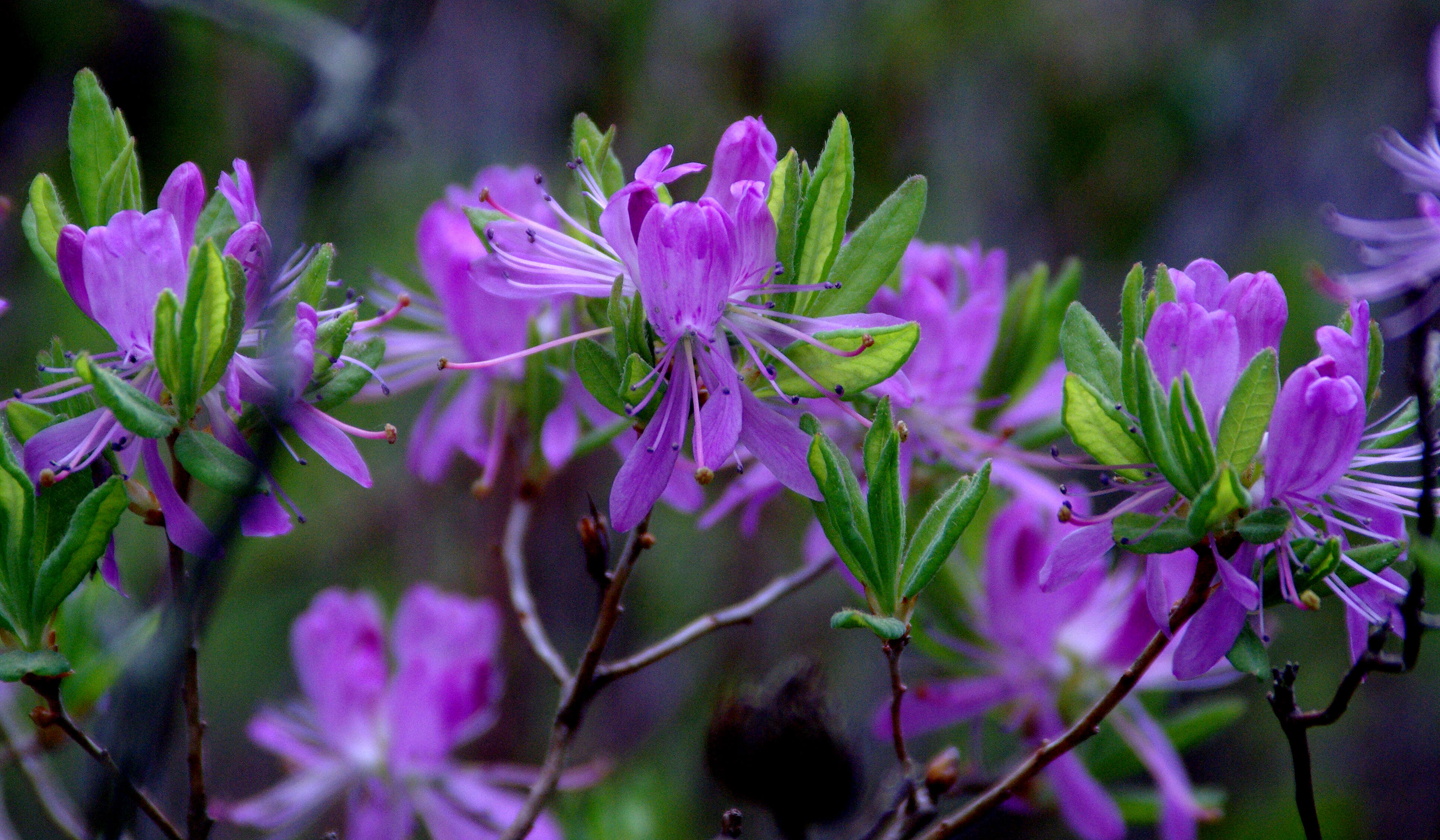 Слика од Rhododendron canadense (L.) Britton, Stern & Pogg.