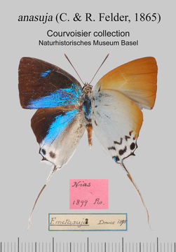 Image of <i>Jacoona anasuja</i> (Felder & Felder 1865)