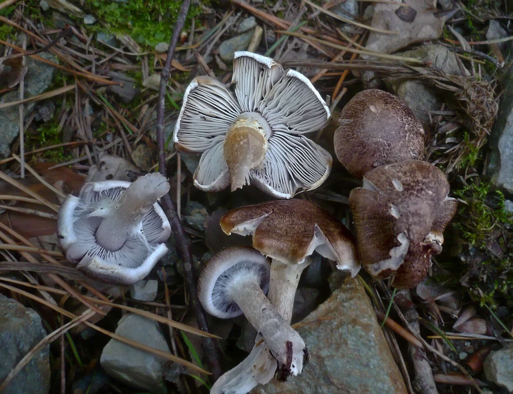 Image of Tricholoma cingulatum (Almfelt ex Fr.) Jacobasch 1892