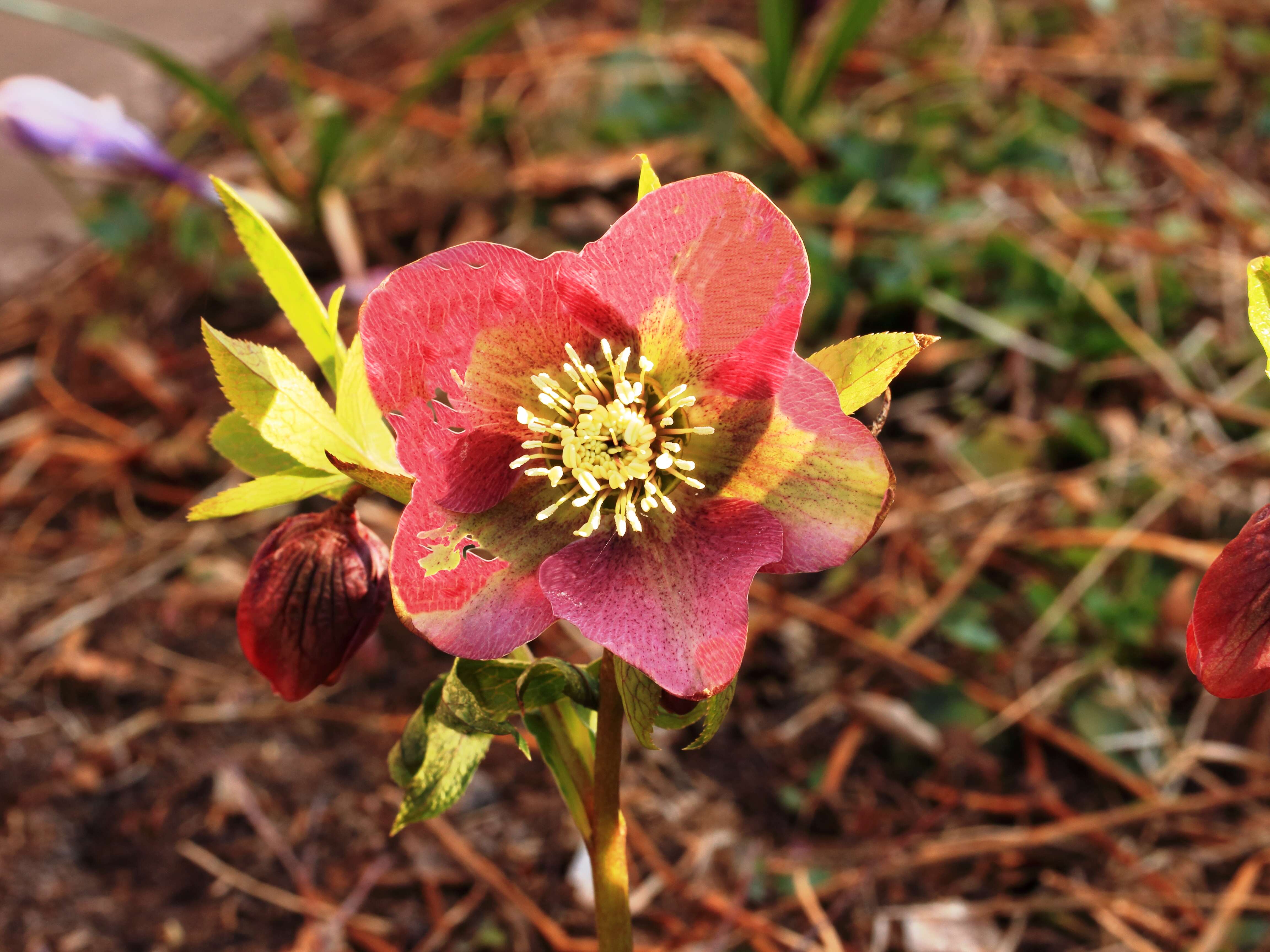 Image de Rose de carême