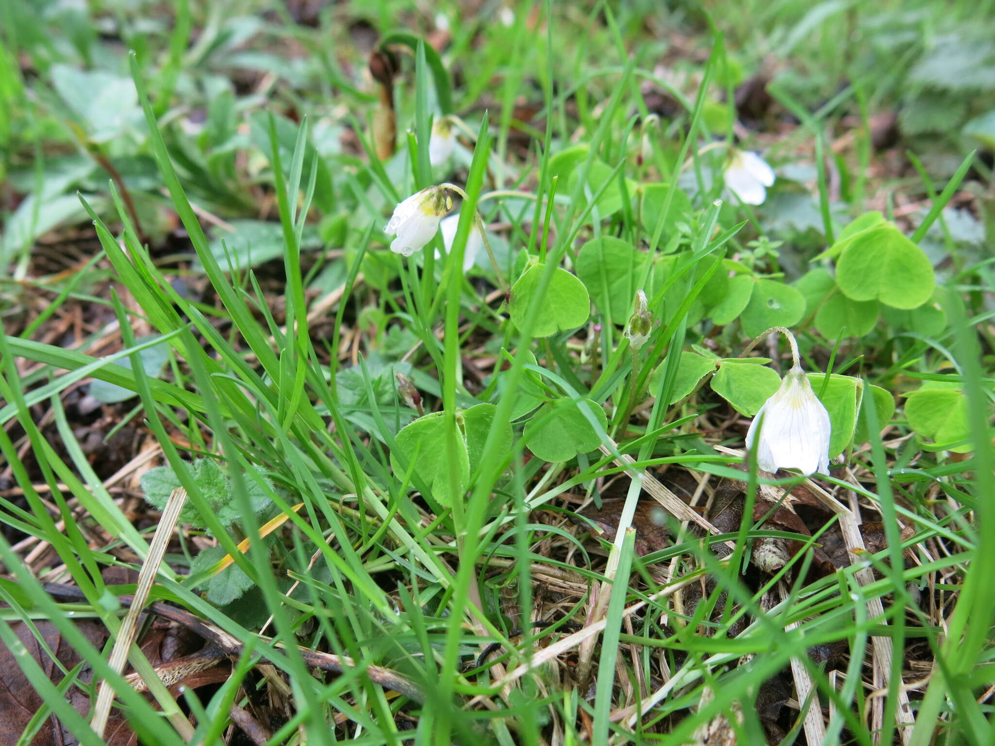 Imagem de Oxalis acetosella L.