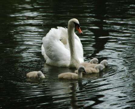 Image of Mute Swan