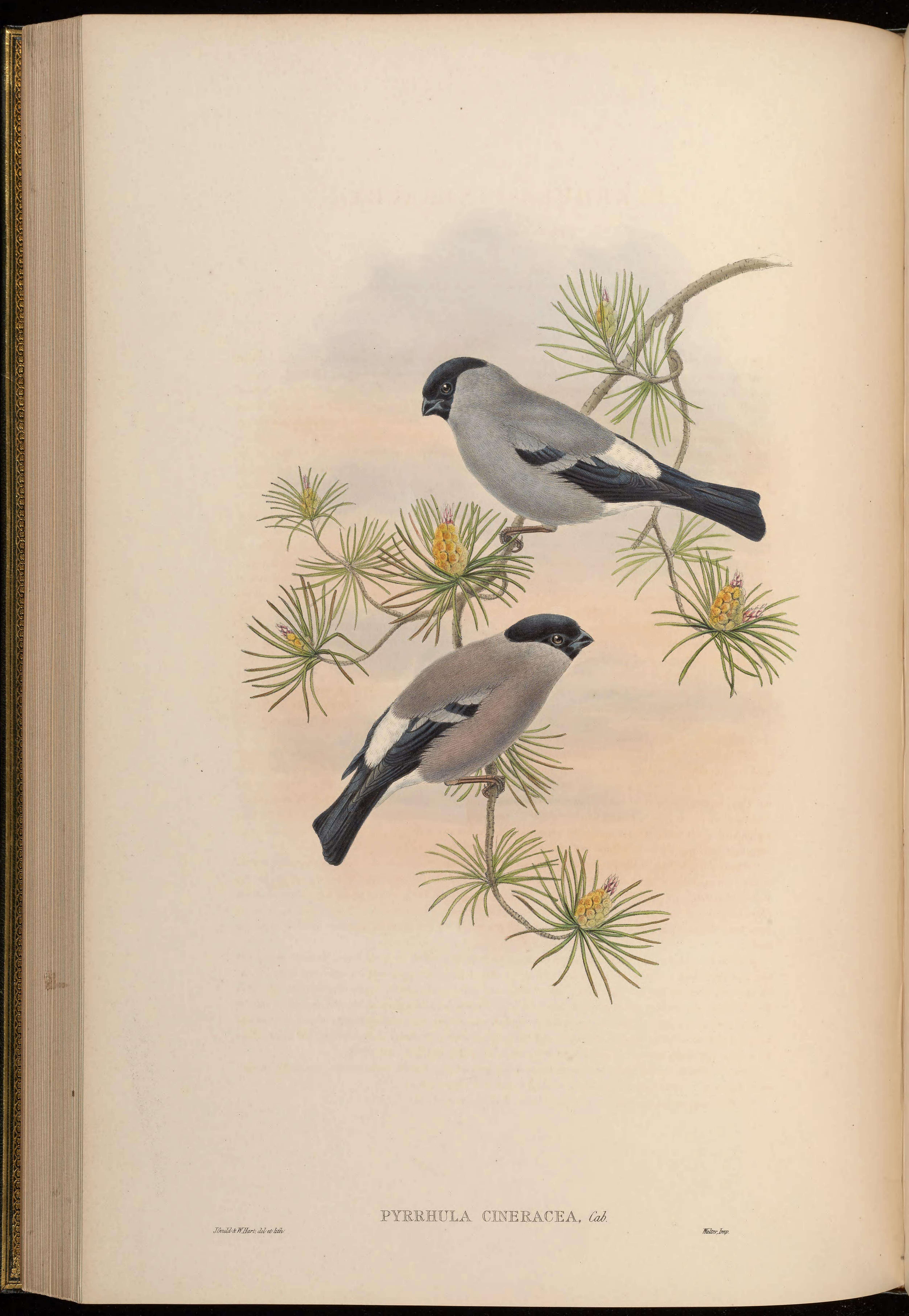 Image of Baikal Bullfinch